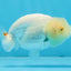 White Lionchu Female 3.5 inches #103125LC_23