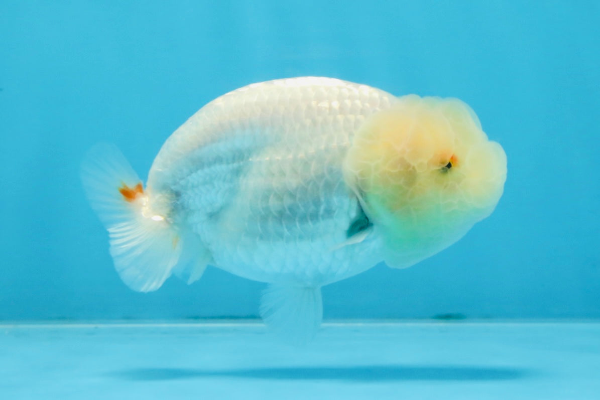 White Lionchu Female 3.5 inches #103125LC_23