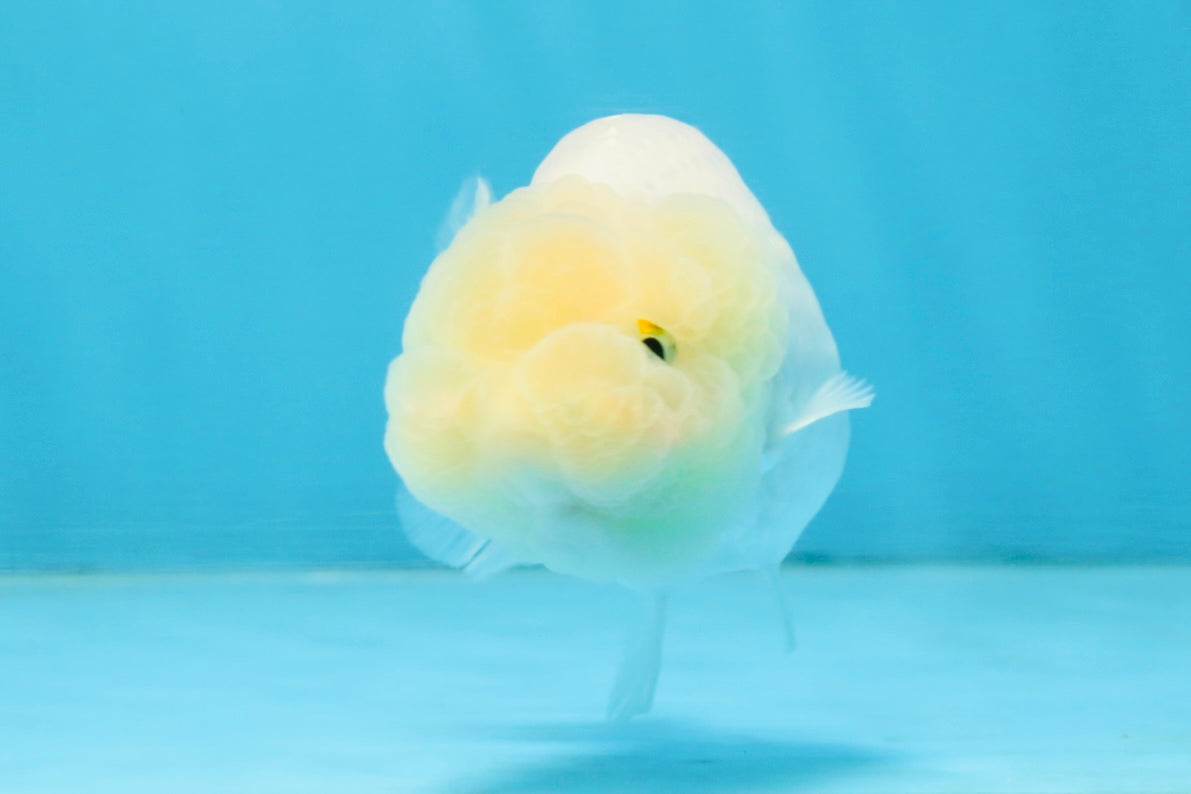 A Grade White LionQueen 3.5-4 inches #112125LC_07