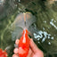 A Grade Red White Oranda Male 5.5-6 inches #090426OR_09