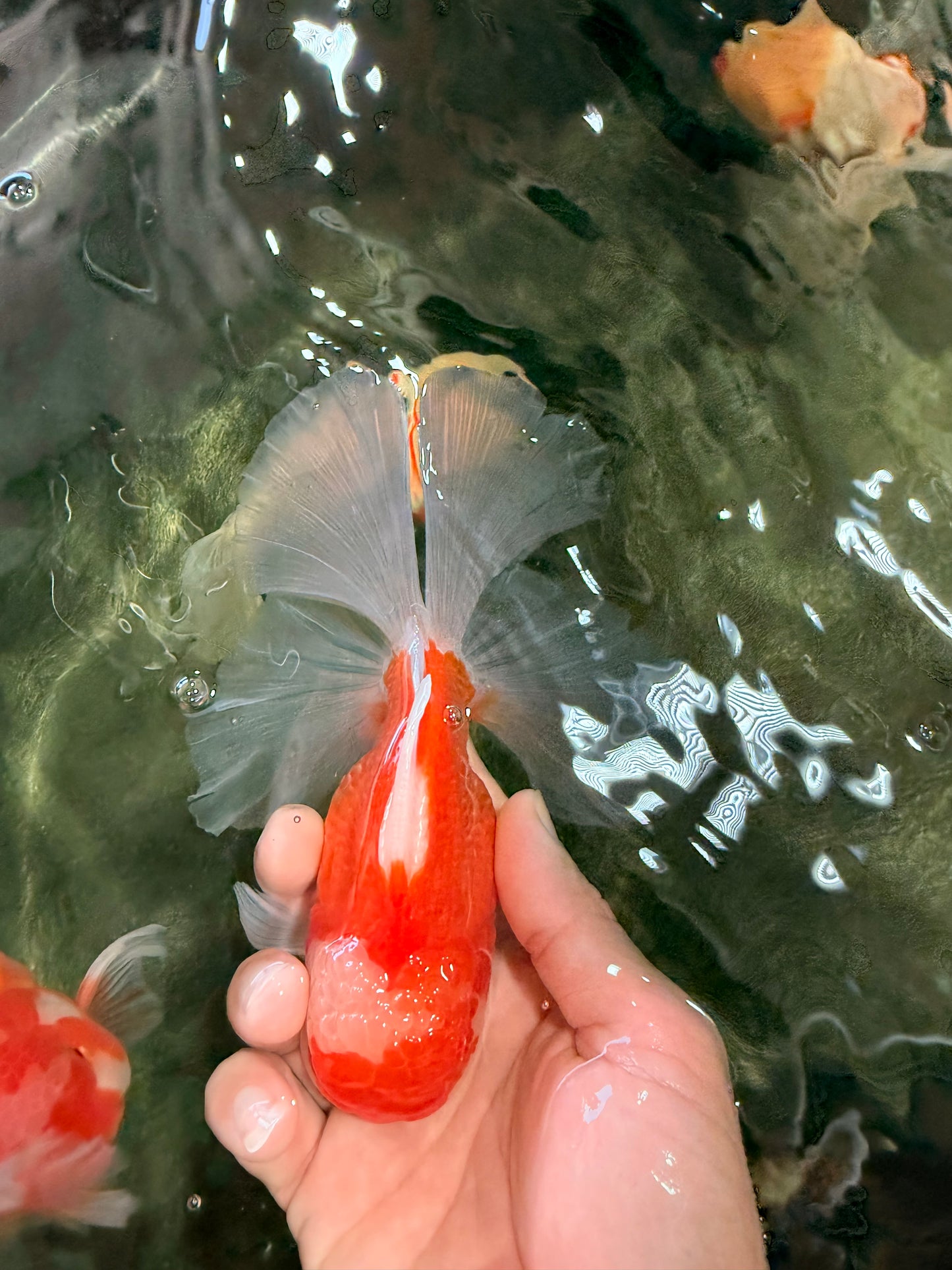 A Grade Red White Oranda Male 5.5-6 inches #090426OR_09