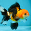 A Grade Tricolor Oranda Female 4.5-5 inches #050225OR_04
