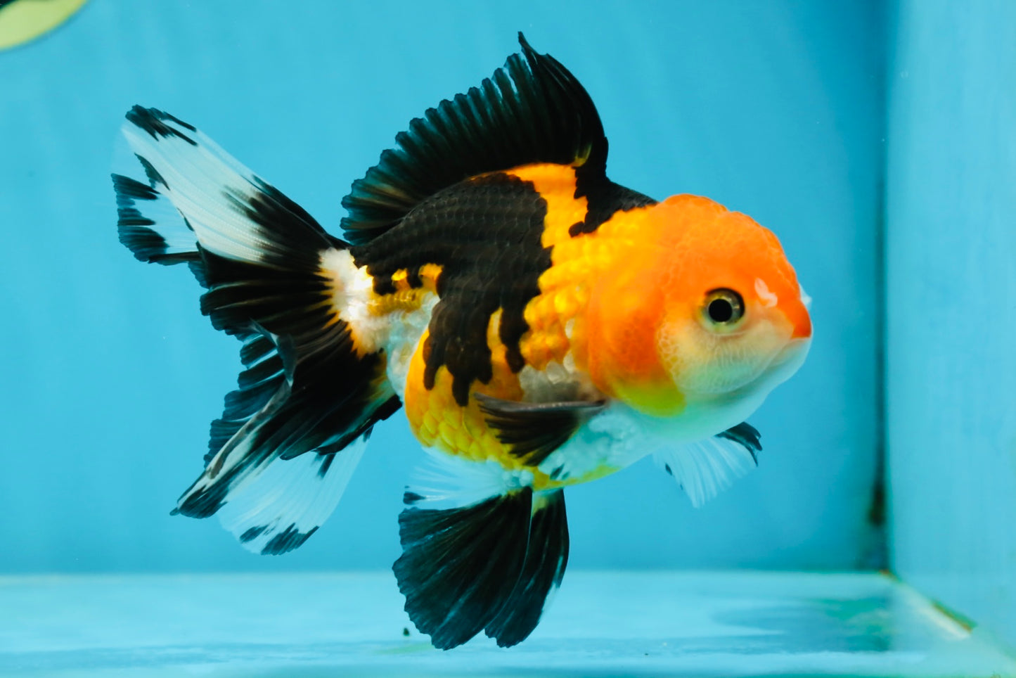 A Grade Tricolor Oranda Female 4.5-5 inches #050225OR_04