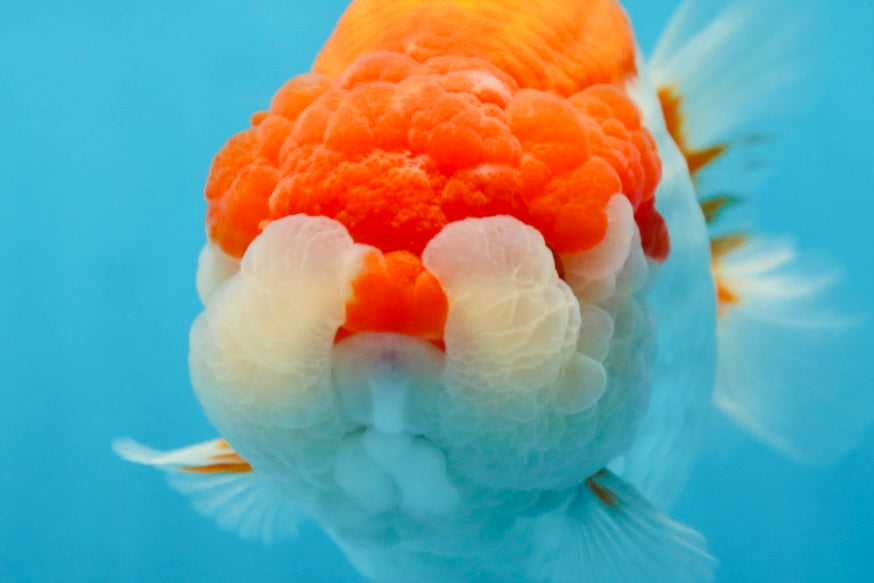 AAA Grade Red White LionKing 5.5-6 inches #081525LC_01