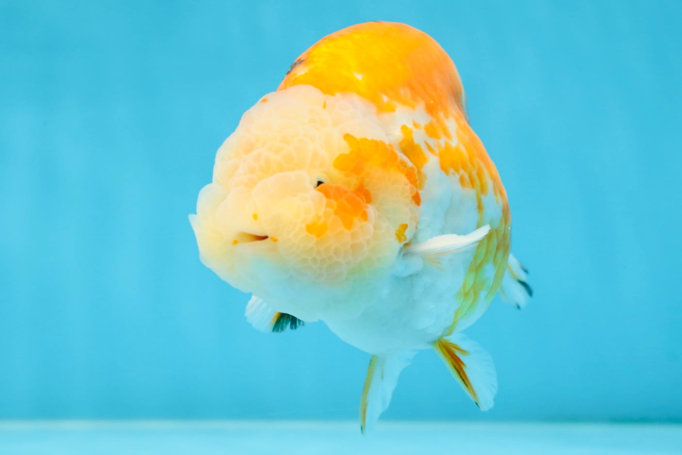 AAA Grade Sakura LionKing 5 inches #062025LC_08