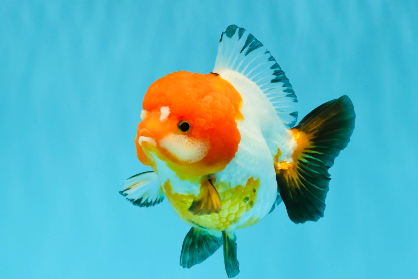 SUPER CUTE Tricolor Yuanbao Female 4.5-5 inches #040326YB_05