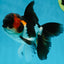 A Grade Tricolor Oranda Male 4.5 inches #050225OR_08