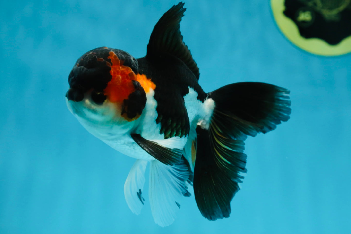 A Grade Tricolor Oranda Male 4.5 inches #050225OR_08