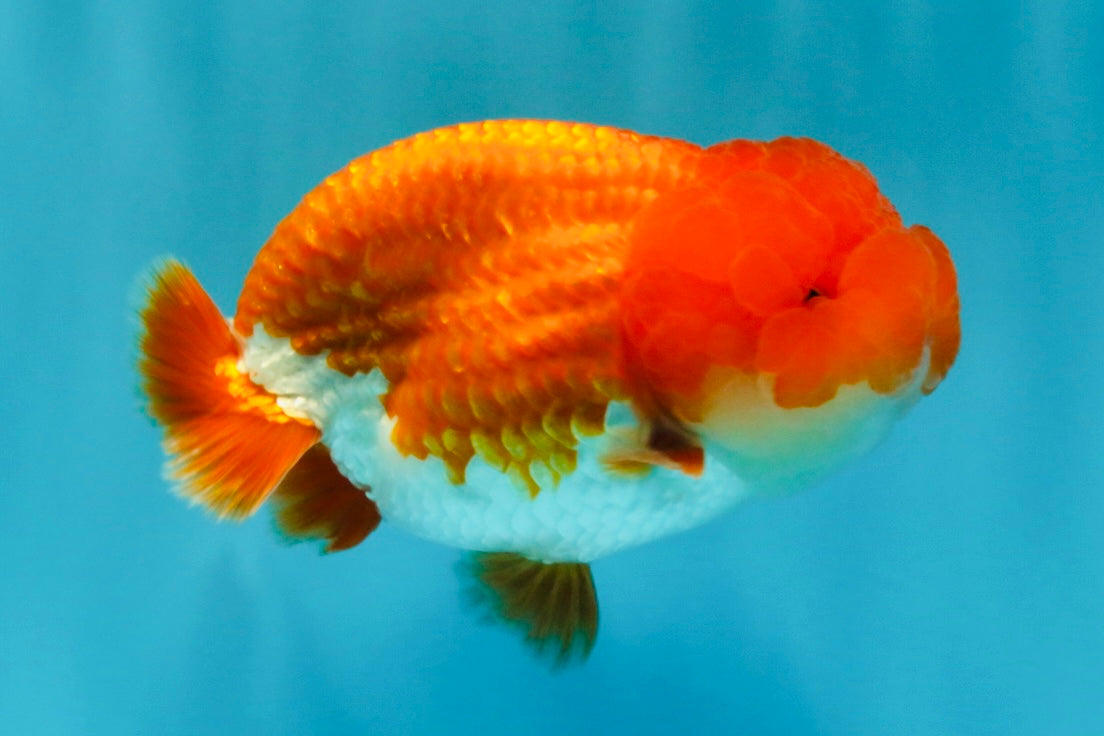 A Grade Dragon Head Red White LionQueen 4 inches #022726LC_26