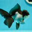 Panda Oranda Male 4.5 inches #110124OR_12