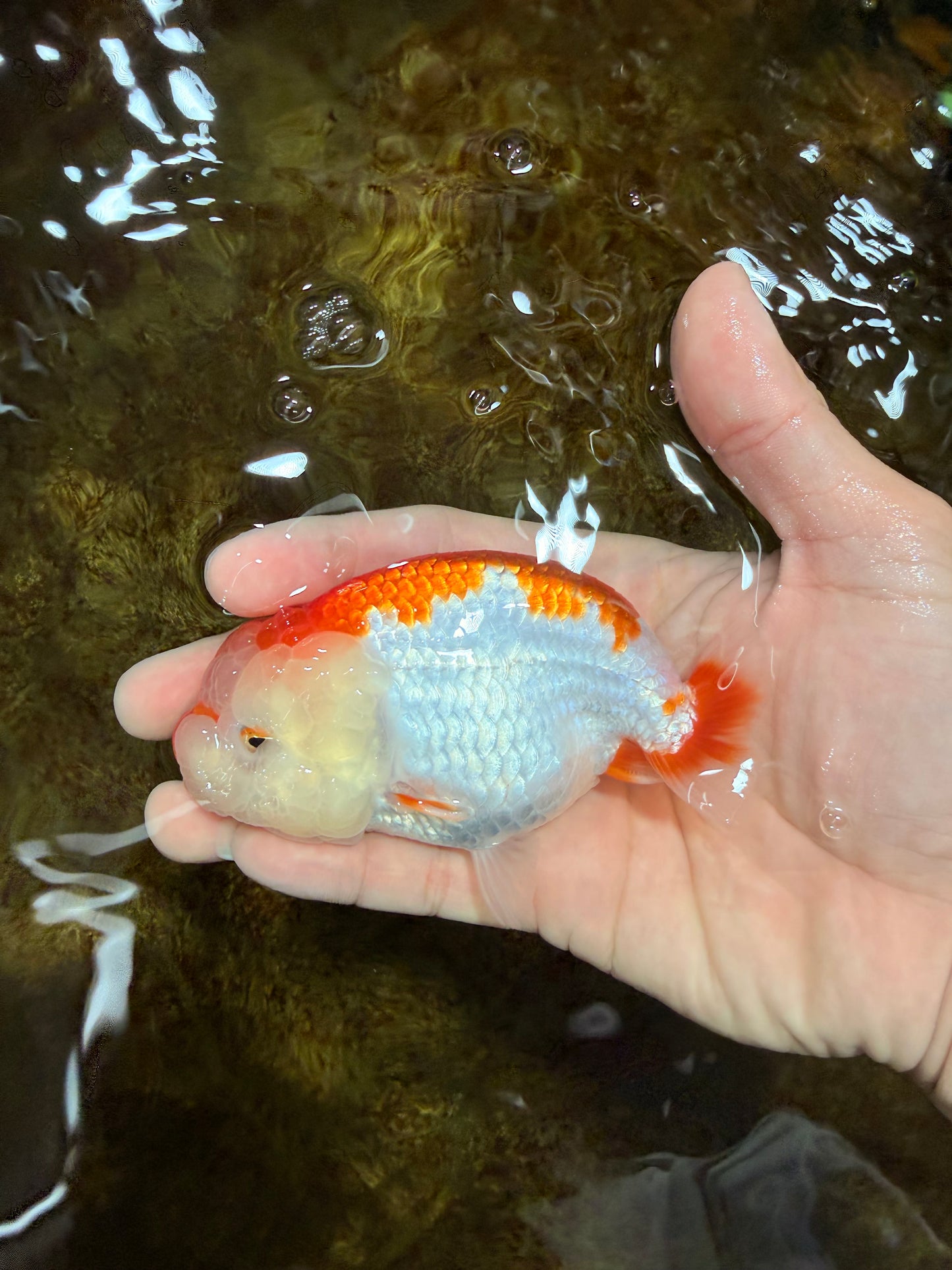 AAA Grade Red White LionQueen 4 inches #112125LC_08