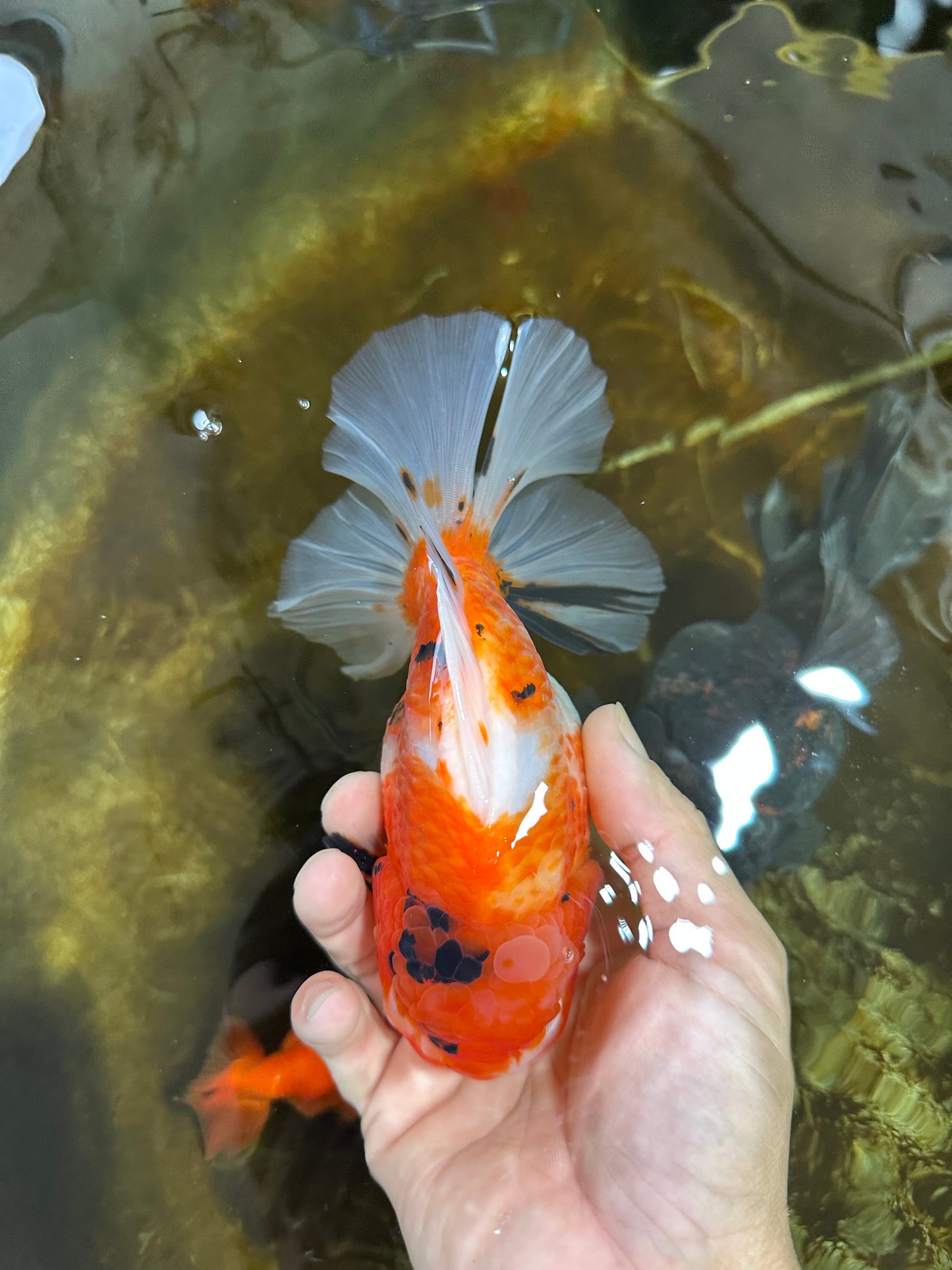 A Grade FANCY Sakura Oranda Male 6 inches #072525OR_16