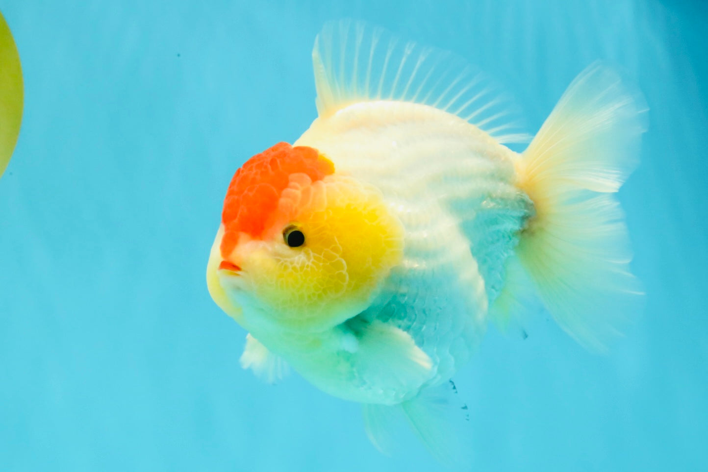 CHUBBY AAA Grade Tancho Red White Yuanbao Male 5-5.5 inches #031326YB_18