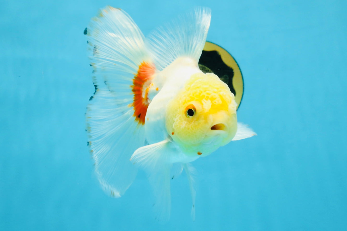 Red White Oranda Female 5.5 inches #111425OR_18