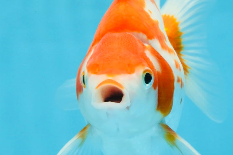 A Grade Red White Ryukin Female 5.5-6 inches #111425RK_06