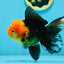 AAA Grade Red Head Apache Oranda Male 5-5.5 inches #112924OR_20