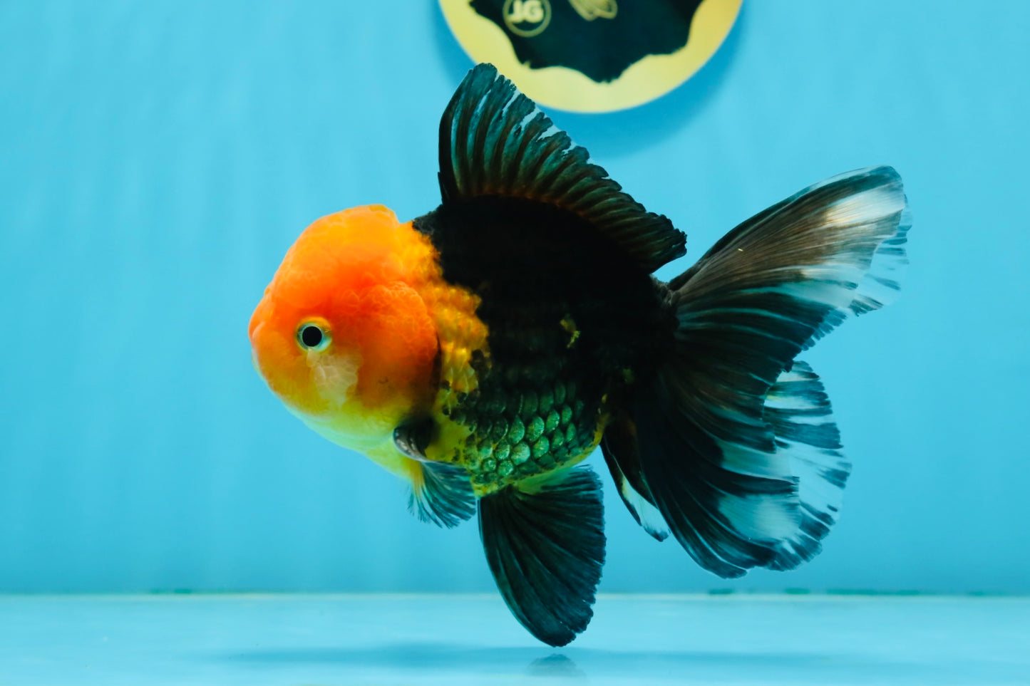 AAA Grade Red Head Apache Oranda Male 5-5.5 inches #112924OR_20