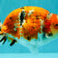 CHUBBY AAA Grade Diamond Scale Tricolor  Ranchu Male 5.5-6 inches #101626RC_26