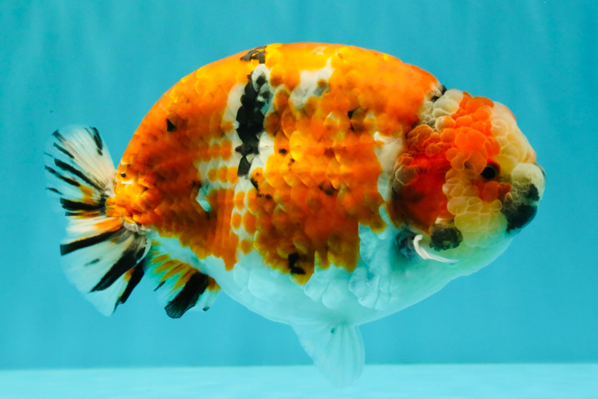 CHUBBY AAA Grade Diamond Scale Tricolor  Ranchu Male 5.5-6 inches #101626RC_26
