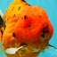 A Grade Super Big Body Tiger Oranda Male 6.5 inches #061926OR_04