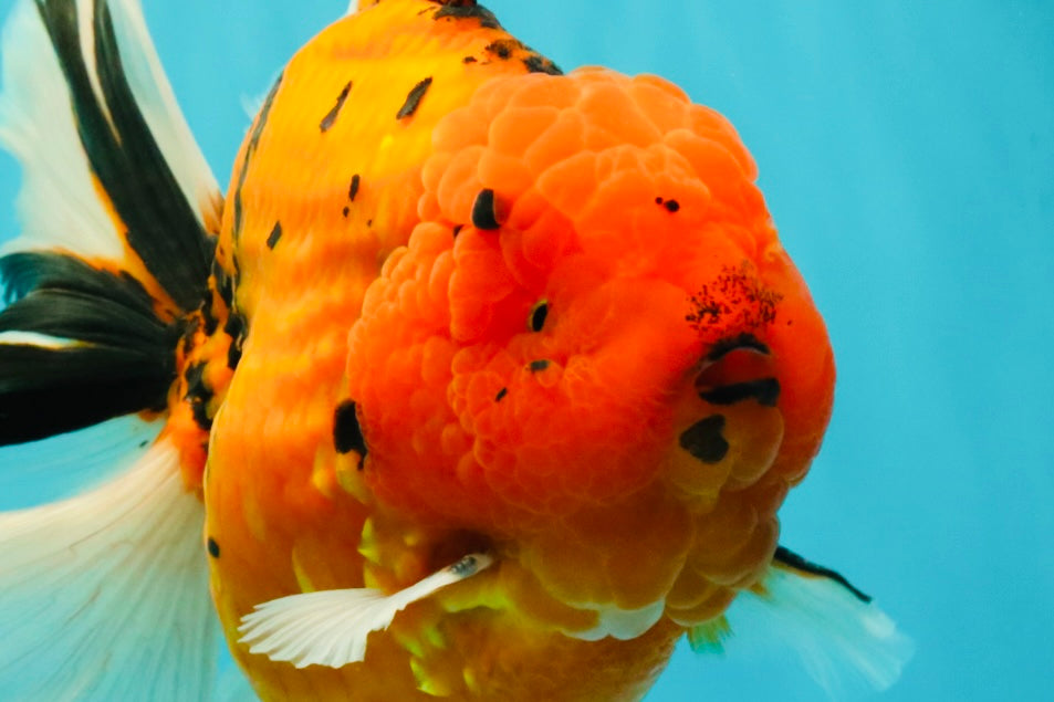 A Grade Super Big Body Tiger Oranda Male 6.5 inches #061926OR_04