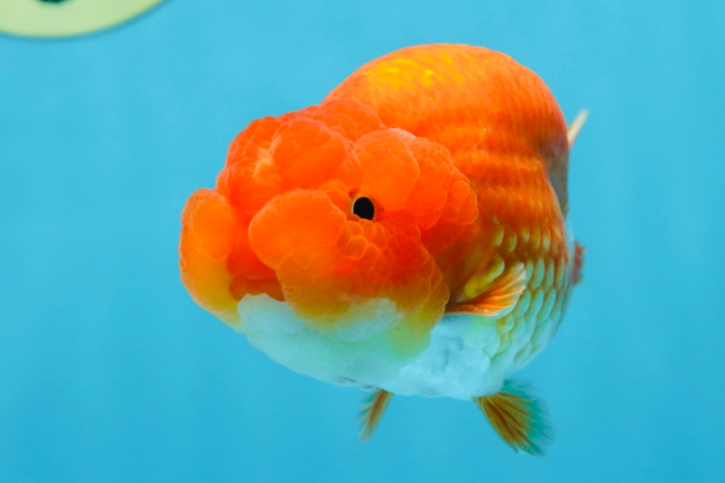 A Grade CHUBBY Red White LionKing 4.5 inches #072525LC_03