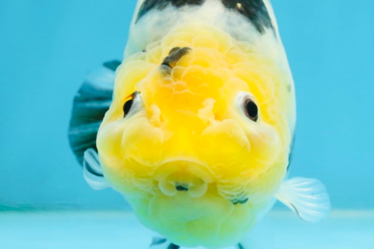 A Grade Milk Cow Ranchu Female 5 inches #101025RC_12