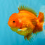 CHUBBY A Grade Red White Oranda Male 5-5.5 inches #040326OR_19