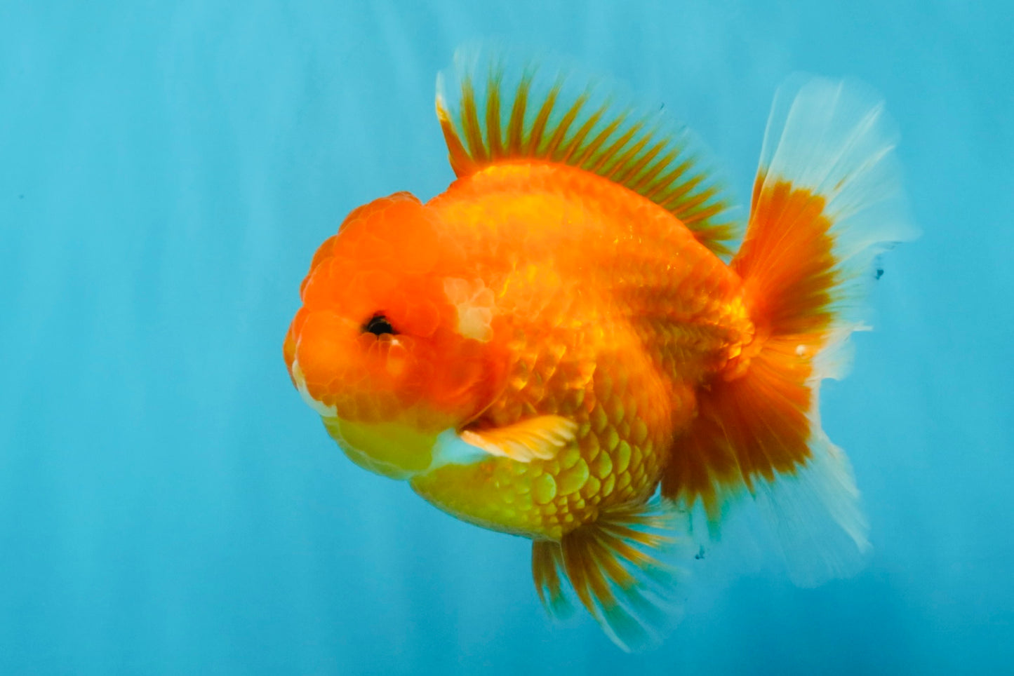CHUBBY A Grade Red White Oranda Male 5-5.5 inches #040326OR_19