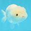 White Lionchu Female 4.5 inches #032726LC_22
