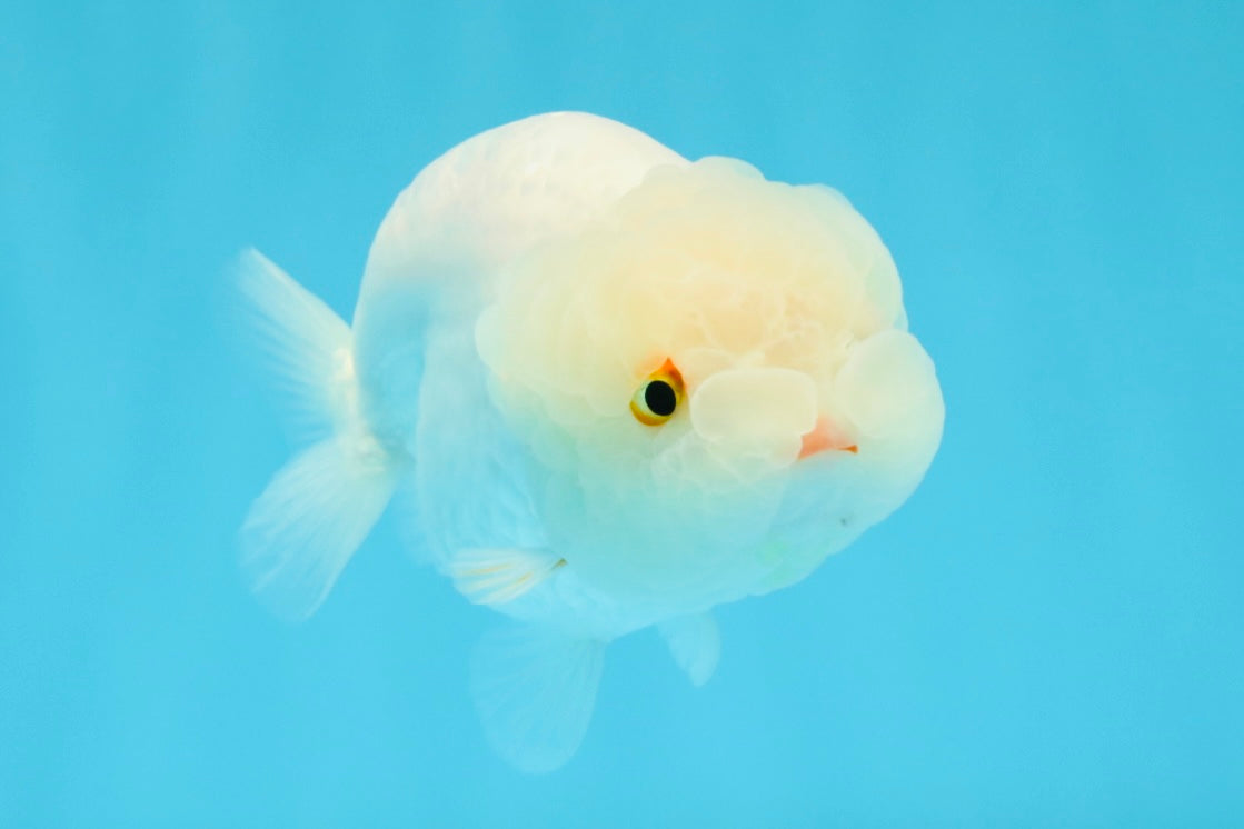 White Lionchu Female 4.5 inches #032726LC_22