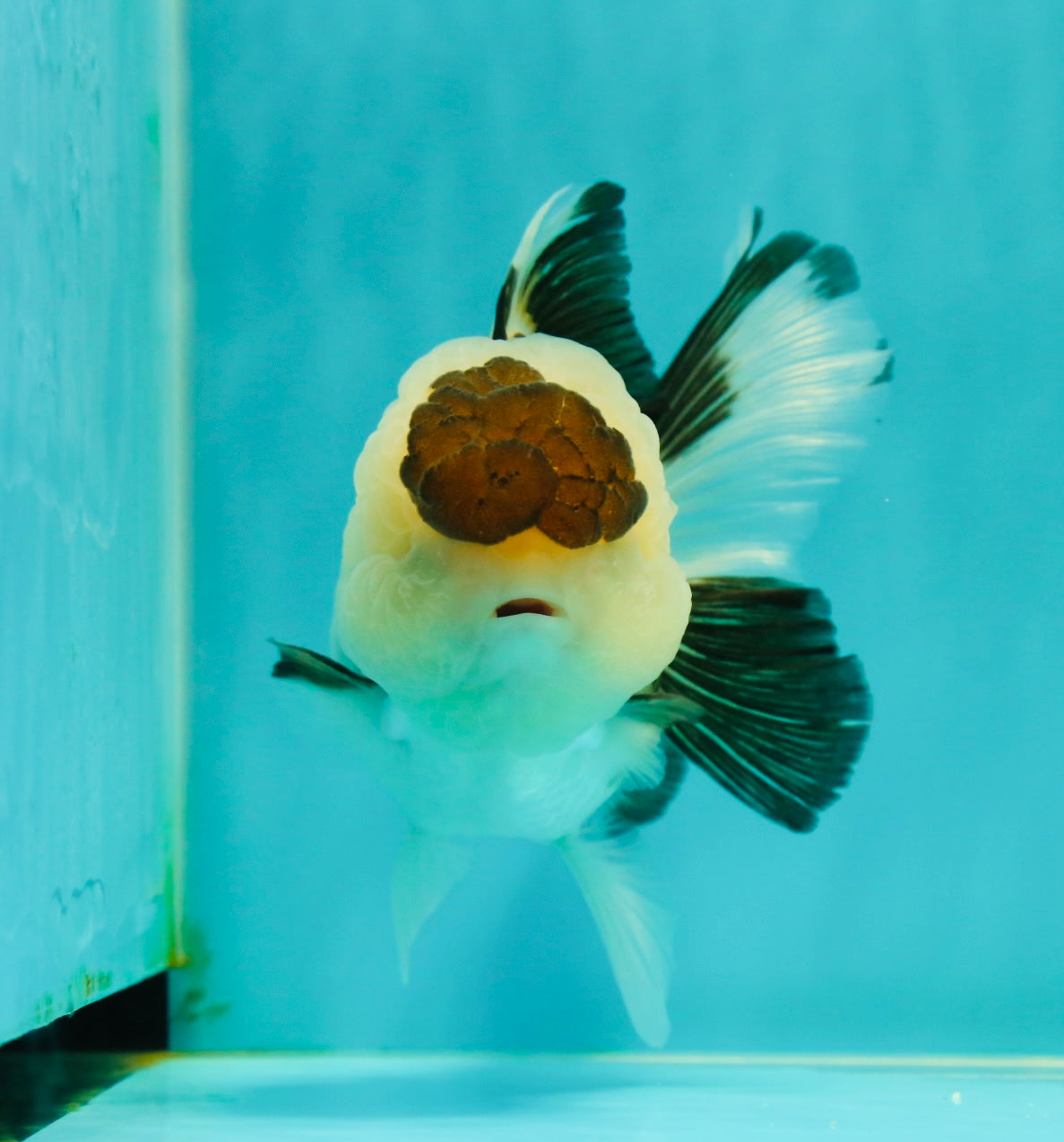 AAA Grade BULLDOG Panda Oranda Female 5-5.5 inches #1018OR_20