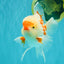 AAA Grade Red White Oranda Male 5.5-6 inches #072426OR_10