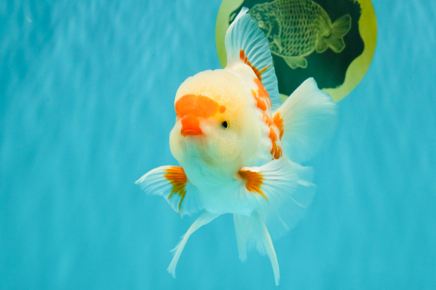 AAA Grade Red White Oranda Male 5.5-6 inches #072426OR_10