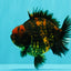 AAA Grade Tiger Yuanbao Male 5 inches #061926YB_35