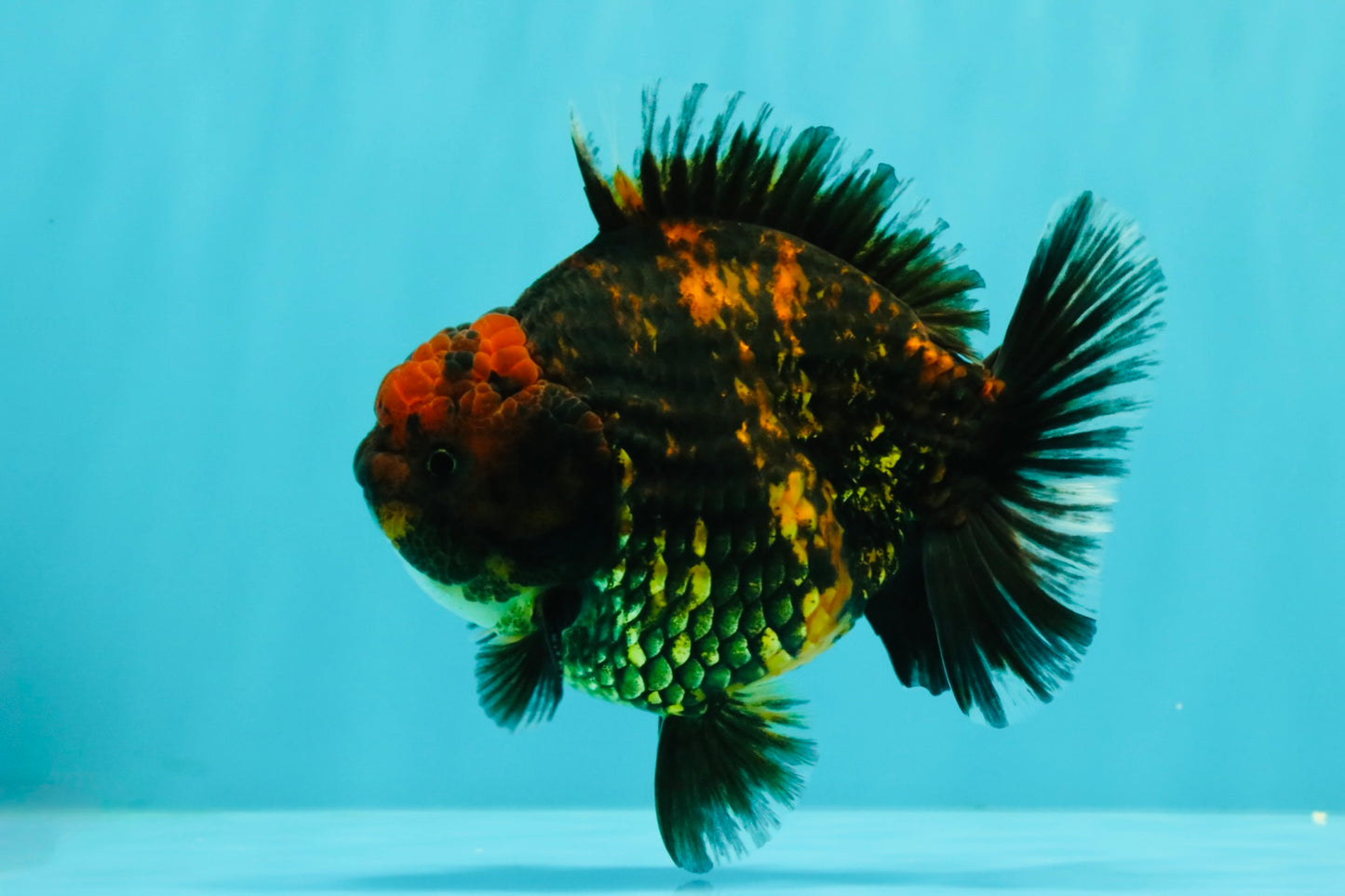 AAA Grade Tiger Yuanbao Male 5 inches #061926YB_35
