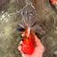 CHUNKY AAA Grade Tiger Oranda Male 6.5 inches #071726OR_27