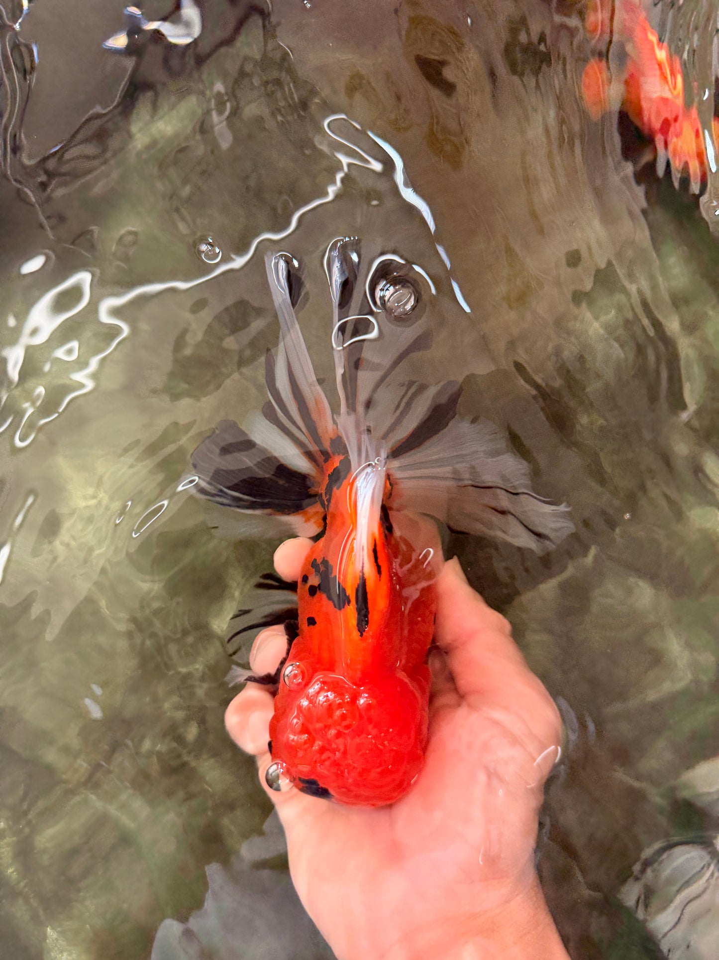 CHUNKY AAA Grade Tiger Oranda Male 6.5 inches #071726OR_27
