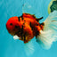 FLUFFY-TAIL AAA Grade Tiger Oranda Female 7-7.5  inches #100226OR_32