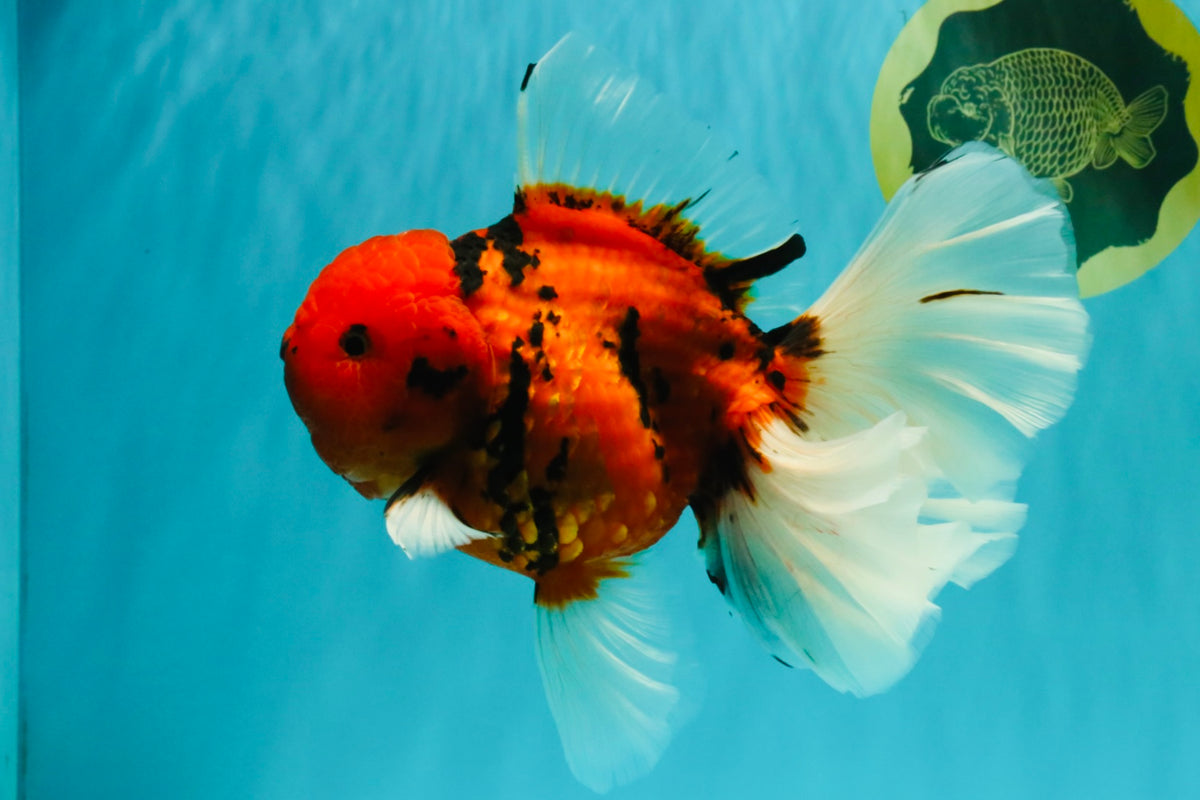 FLUFFY-TAIL AAA Grade Tiger Oranda Female 7-7.5  inches #100226OR_32