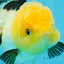 Panda Lemonhead Oranda hembra de grado A de 5 pulgadas n.° 0927OR_28