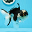 Panda Oranda mâle de qualité AAA 5 pouces #0920OR_26