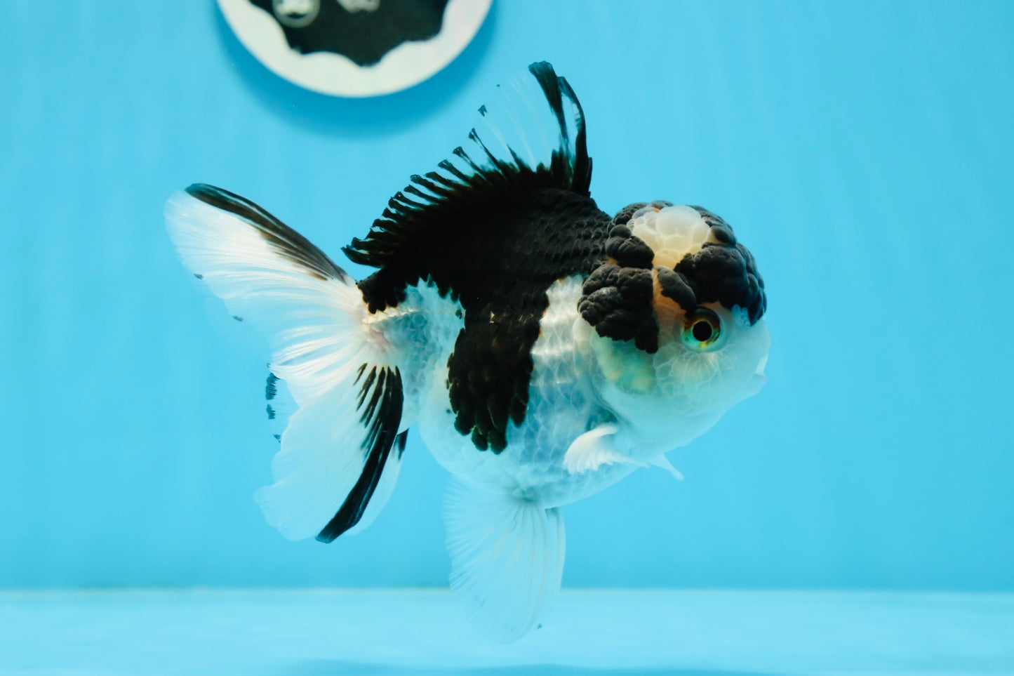 Panda Oranda mâle de qualité AAA 5 pouces #0920OR_26