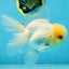 A Grade White Oranda Male 5.5-6 inches #060625OR_26