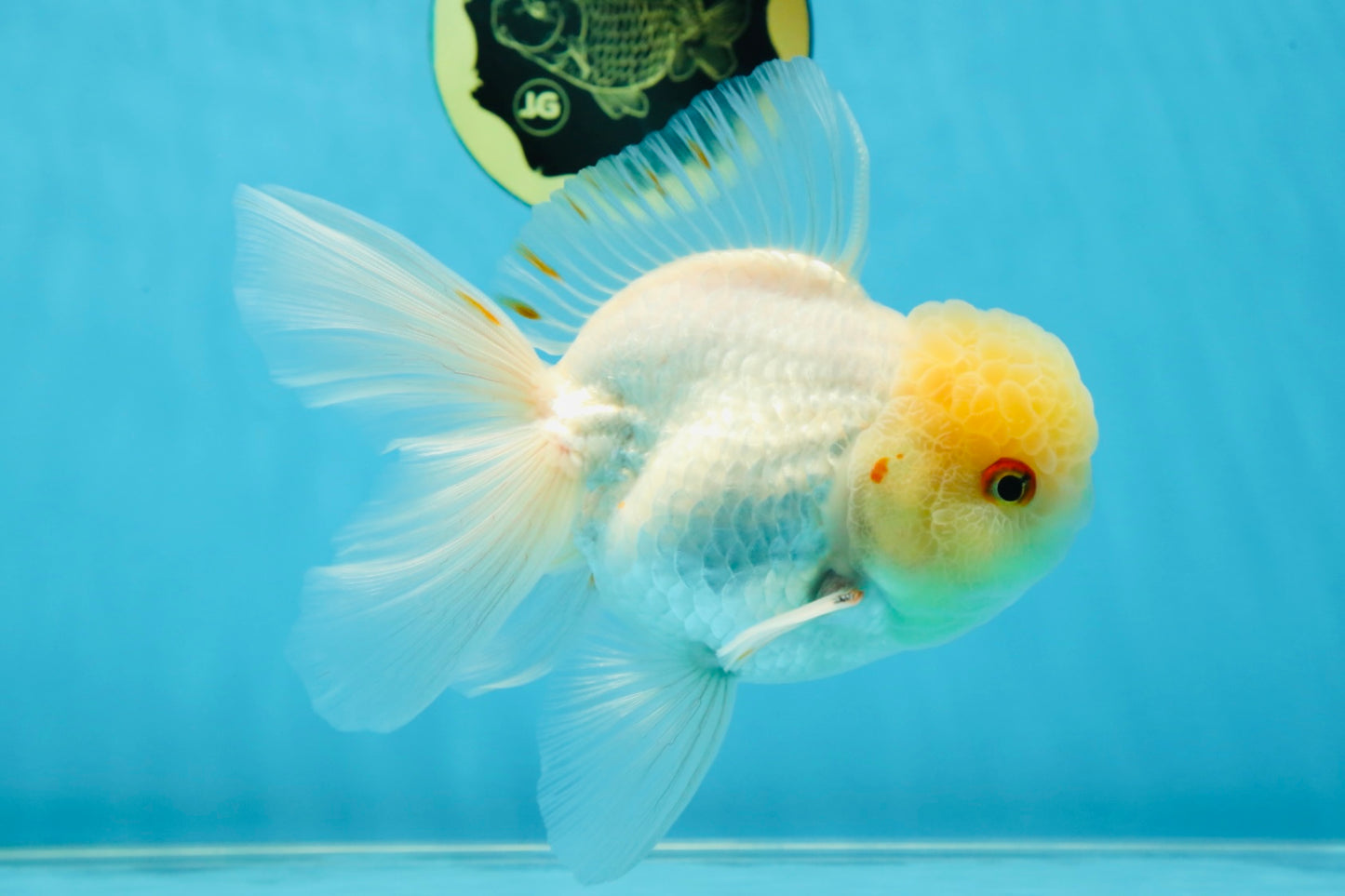 A Grade White Oranda Male 5.5-6 inches #060625OR_26