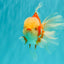 A Grade Lipsticks Red White Oranda Male 6 inches #101626OR_03