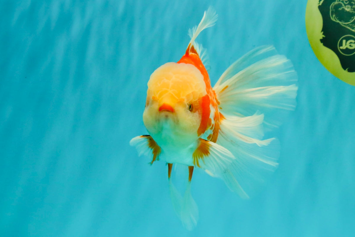 A Grade Lipsticks Red White Oranda Male 6 inches #101626OR_03