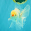 BEAUTY AAA Grade Little Chicken White Oranda Male 5.5 inches #072426OR_15