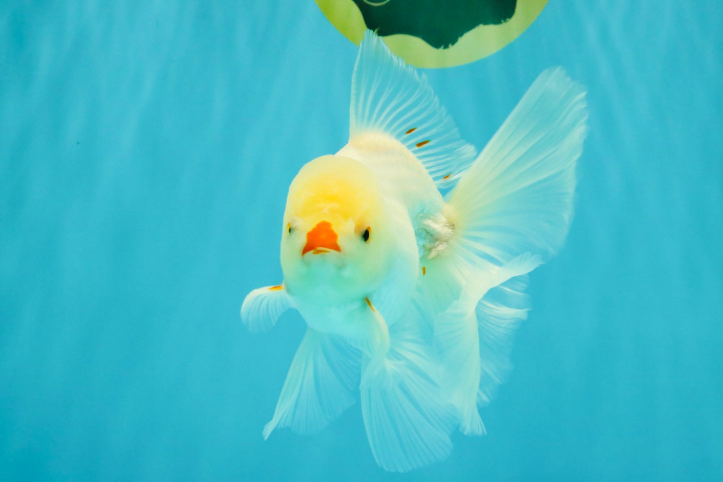 BEAUTY AAA Grade Little Chicken White Oranda Male 5.5 inches #072426OR_15
