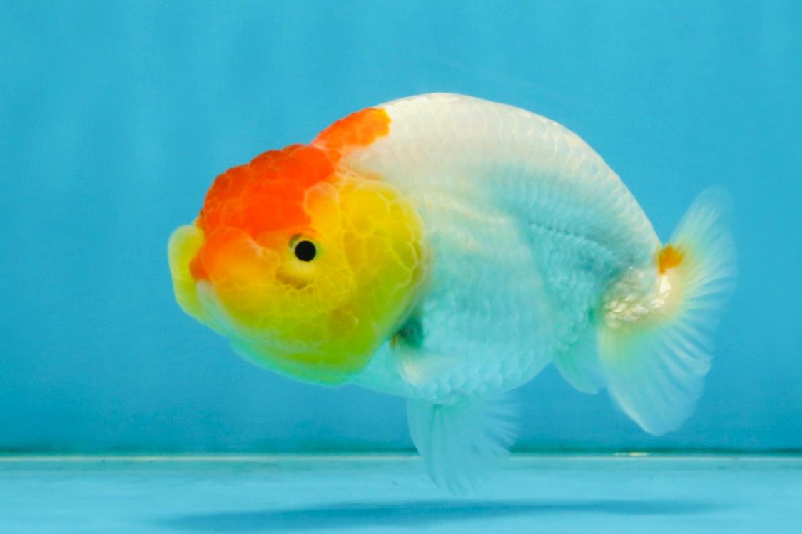 SUPER CUTE A Grade Red White LionQueen 4 inches #121225LC_08